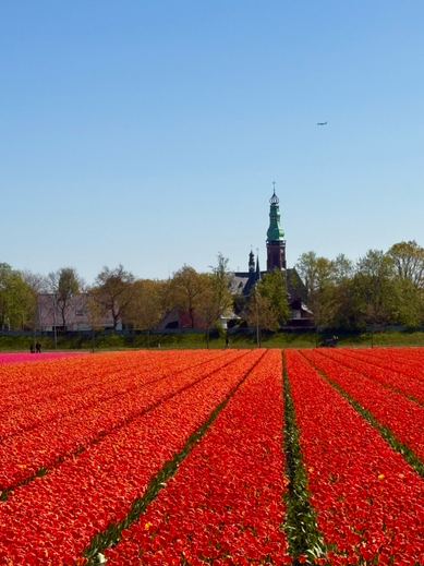 zur-Tulpenbluete-noch-schoener.jpg