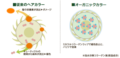 コラーゲン保護イメージ