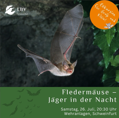 Fledermaus