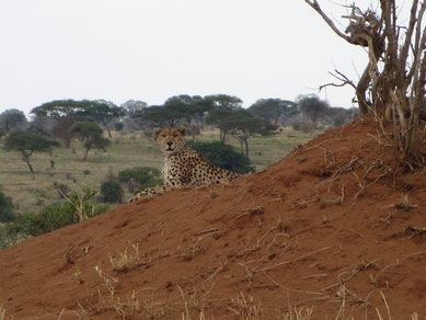 Cheetah in Tarangire Nationalpark