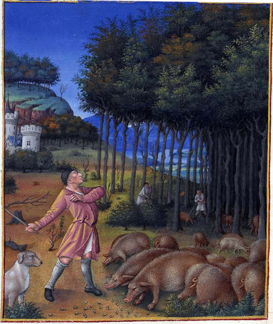Ausschnitt vom Kalenderblatt für November aus dem Stundenbuch des Duc du Berry, Frankreich, 1410-1416. Dargestellt ist die Schweinemast im Wald