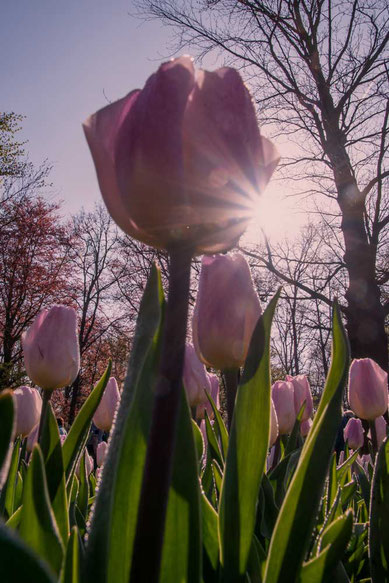 Tulpe, Sonne, Sonnenstern, Lisse, Keukenhof, Niederlande, Tulpenparadies