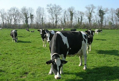 vaches laitières