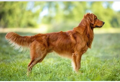Golden Lining Fagus Deckrüde Mercedes Merkel Golden Retriever Arbeitslinie