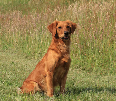 Golden Retriever Arbeitslinie amerikanische Arbeitslinien