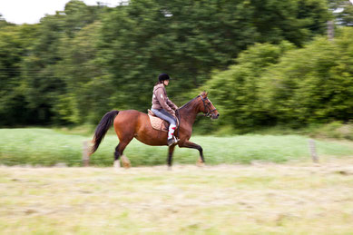 Vibraye équitation