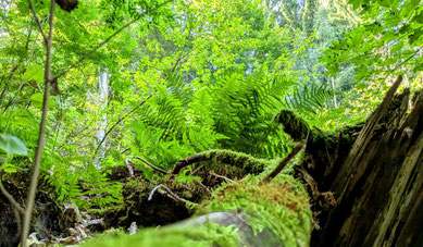 Unsere heimischen Wälder erfüllen vielfältige Aufgaben. (Foto: Weigand Naumann)