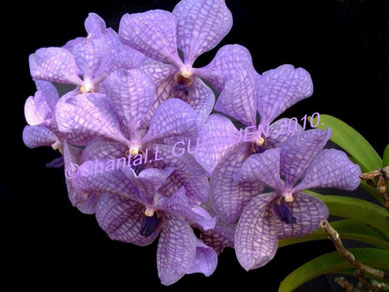 Orchidée VANDA bleue...