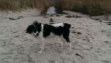 Bonny – Mix, Tierschutzhund