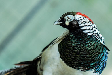 Example of good photograph tips