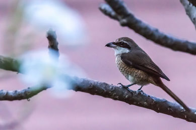 Very high ISO photograph in extented H mode