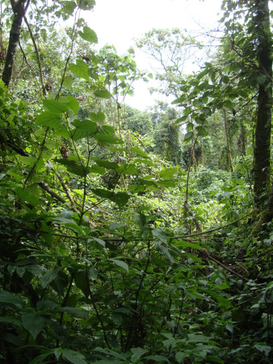 Üppige Vegetation im Virunga-Nationalpark
