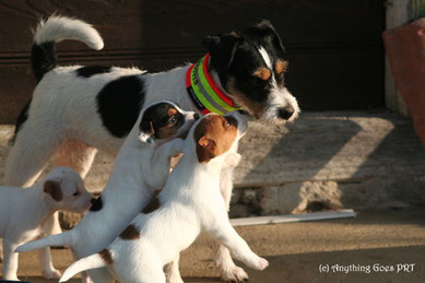 Ain't She Sweet die Fritzi ;) hier mit einigen ihrer kleinen Halbgeschwister aus dem E-Wurf