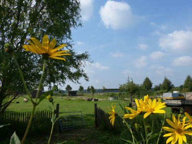 Der Ökohof Fläming im Rückblick auf das Jahr 2014. Die Imkerei und Honigbienen hatten ihre Höhen und Tiefen. Blick vom Garten aus, Topinambur, links ein paar Weiden, rechts die Kutsche. Unsere Pferdekoppel unter blauem Himmel mit Wolken
