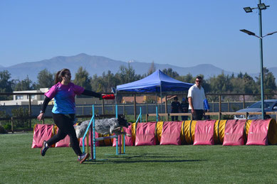Agility con Ziggy
