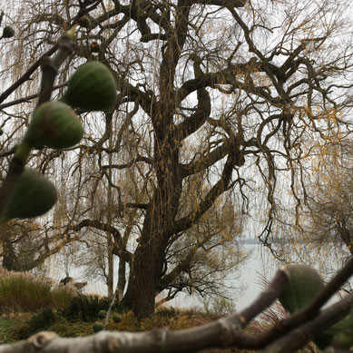 2017-11 Christoph Steinbach - Baum am Gnadensee
