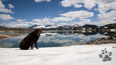 Ein Schneefeld auf dem Sognefjellet