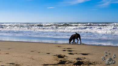 Am Strand von Viareggio