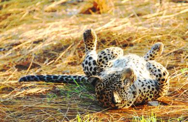 suedafrika-leopard-safari-sabi-sand