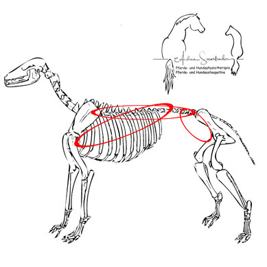 Lendenwirbel Hund