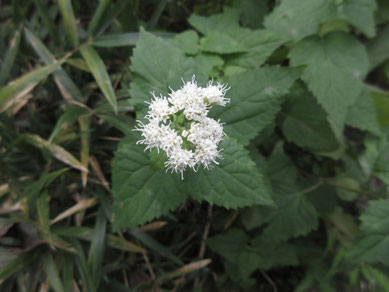 植物に詳しいTさんが同定してくれた「マルバフジバカマ」