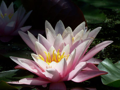 lotus dans le jardin des Sambucs