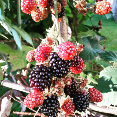 Beeren vegan geniessen