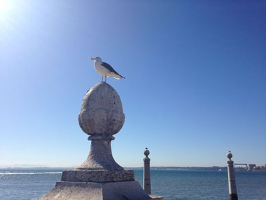 Möve am Tejo in Lissabon