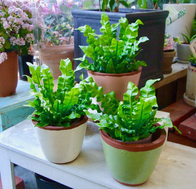 福岡糸島 植物の植え替え 福岡糸島のgardeningshopかのはの