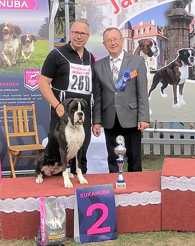 Boxer Hund vonderwaldnielerheide Jahressieger Ausstellung