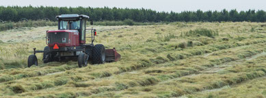 champs de teff en occident