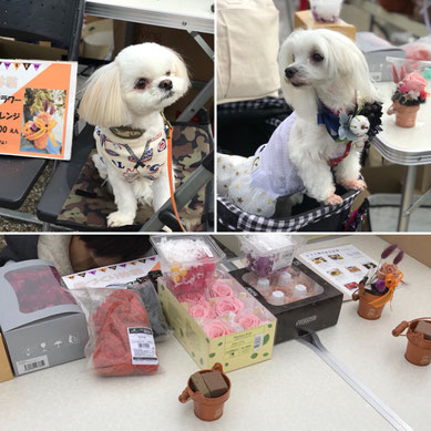 犬連れ ワークショップ アニマルドネーション