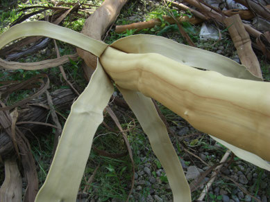 山葡萄のつる皮の採取 - 工房はしばみ