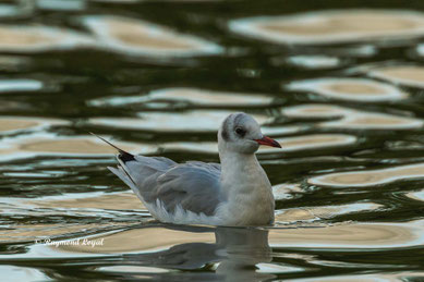 lachmoewe ruhekleid vogel schwimmt wasser