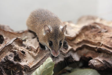 Zwergstachelmaus (A. spinosissimus)