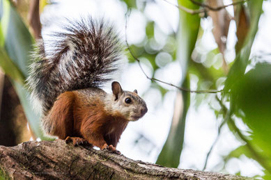 Bunthörnchen aus Costa Rica | Foto: Mike Baird (https://www.flickr.com/photos/mikebaird/7256671972)