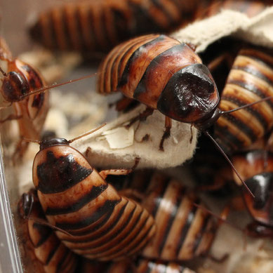 Elliptorhina javanica