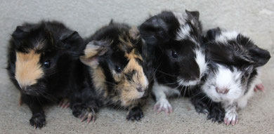 Moira, Amelia, Teia und Nemo