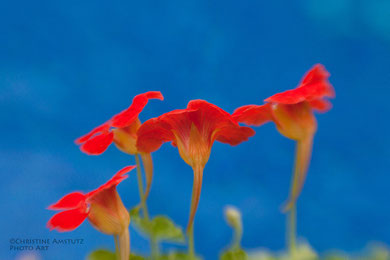 Ein tanzendes Blumen-Quartett