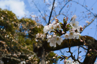 なかなか行けずにいた靖国神社の標本桜.ようやくご挨拶できました.蕾が多いのもよいものですね.