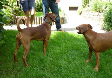 Bojo und Mama Onnie in unserem Garten  ;-)