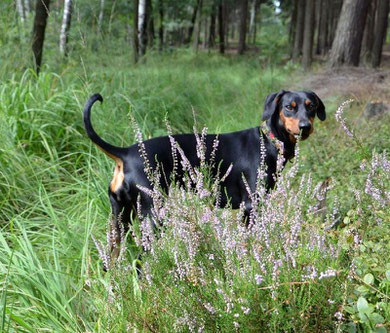 Bella im August 2012, macht ihrer Familie viel Freude ;-)