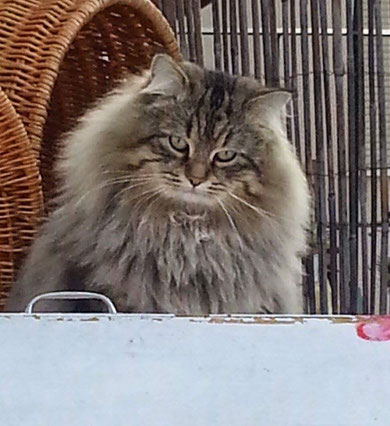 Cucciolate Precedenti Non Disponibili Not Available Gatto