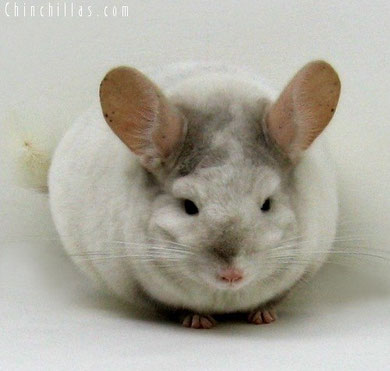 White Tan. Fuente: Chinchillas.com