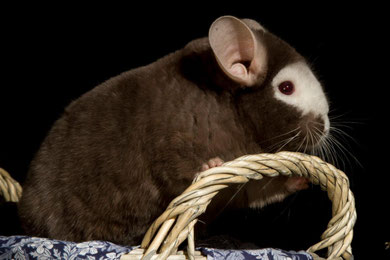 White Tan extrem. Criador: Elevage Chincholla.