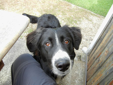 Der wilde Hofhund, der mich erst verbellte und dann nicht mehr von meiner Seite wich.