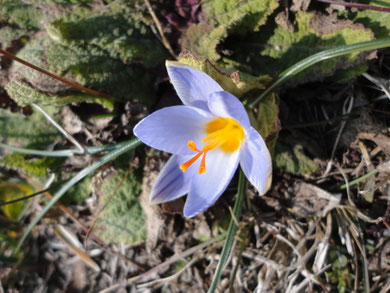 Crocus show the beginning of spring