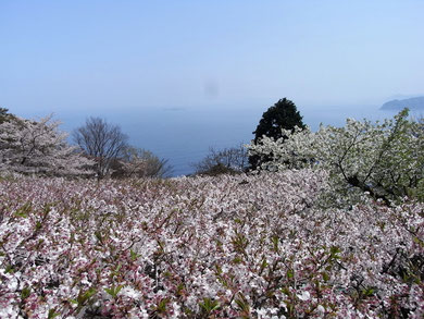 moa美術館下面的花海頗壯觀