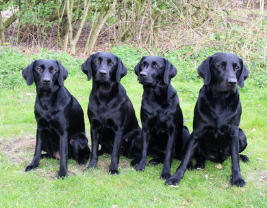 Jördis, Inouki, Ilsa , Ilay