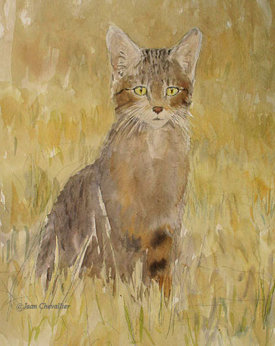 Chat sauvage, felis sylvestris, aquarelle Jean Chevallier